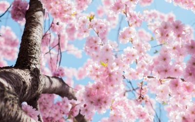 Spring is in the air
